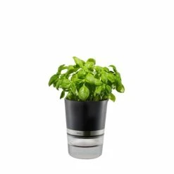 Schlussverkauf 👍 Kräutertopf BOTANICO, Ø 14,2 Cm, H 18,5 Cm, GEFU 😀